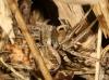 Xysticus sp.
